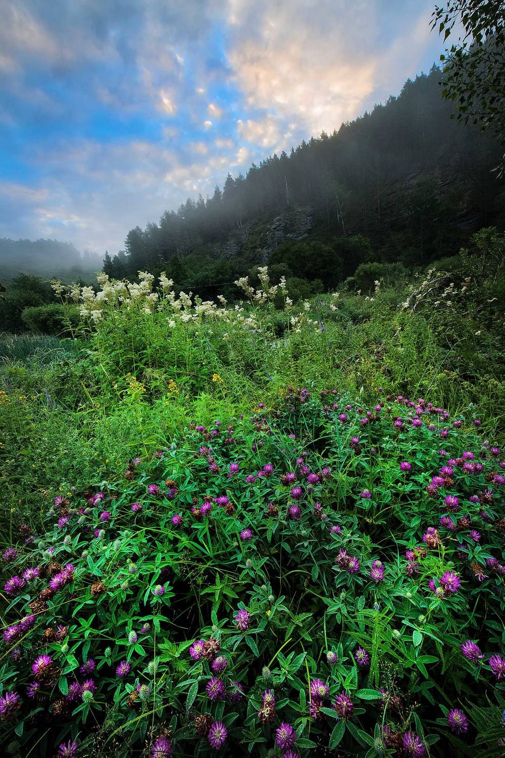 цветение. Автор: Орлов Михаил , Орлов Михаил