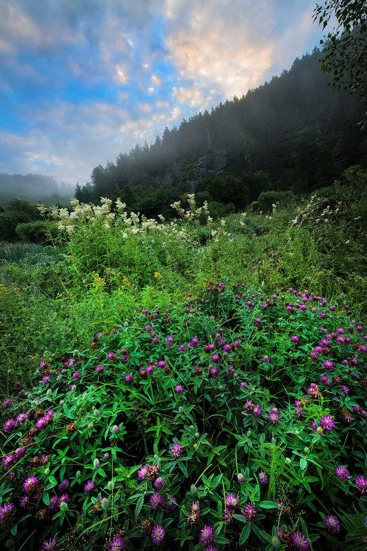 цветениеphoto preview