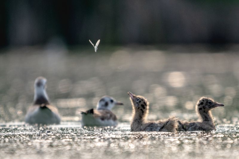 птенец, озерная чайка, бабочка Бабочка. Птенец озерной чайки изучает окружающий мирphoto preview