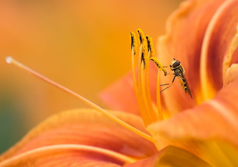 Скоро Август...photo preview