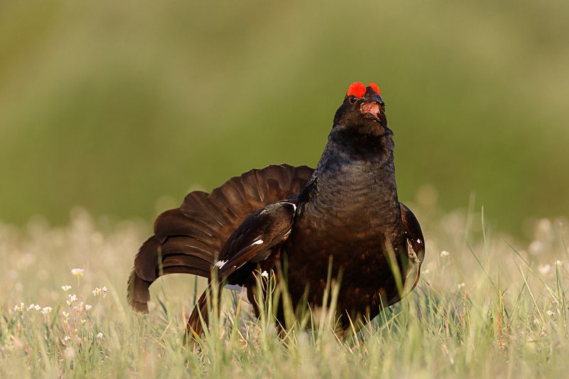 тетерев, ток Цветущий токphoto preview