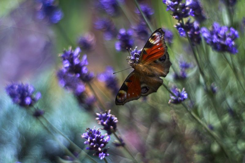 Inachis iophoto preview