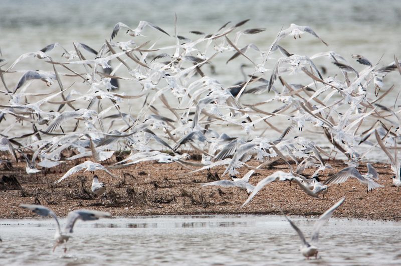 ритм, природа, птицы, море Ритмphoto preview