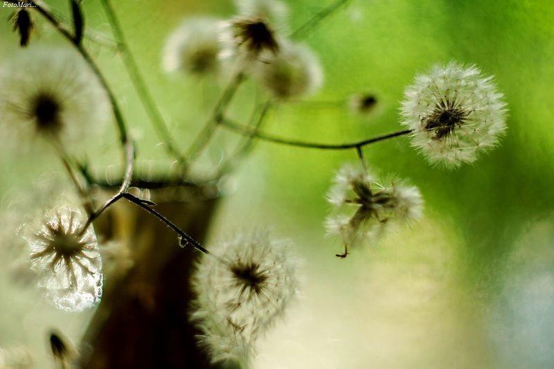 одуванчик,этюд,лето,макро Про одуванчики.photo preview