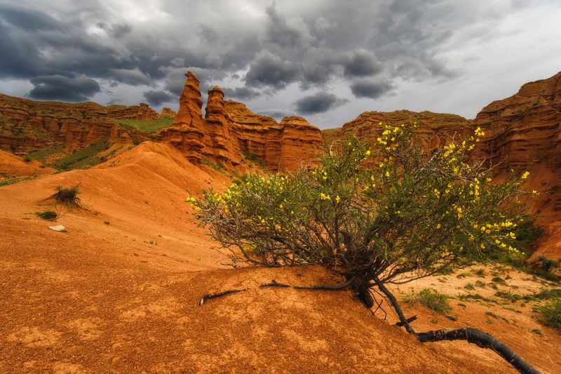 киргизия, кыргызстан, азия, горы, каньон, скалы, пейзаж, весна, ущелье И на камнях растут деревья…photo preview