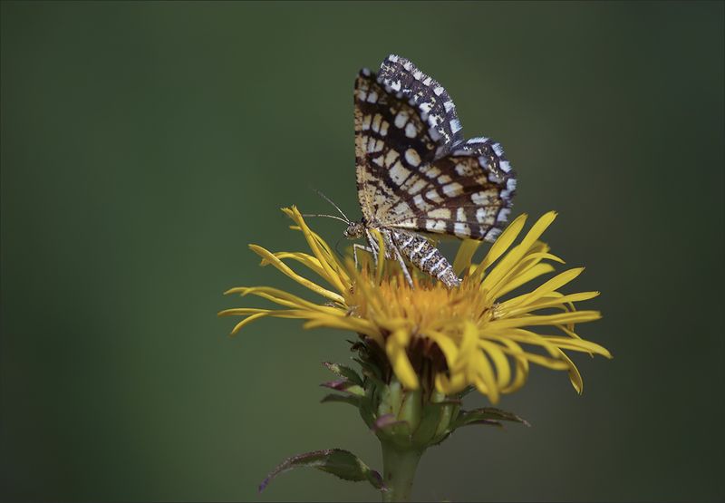 бабочки Мотылёкphoto preview