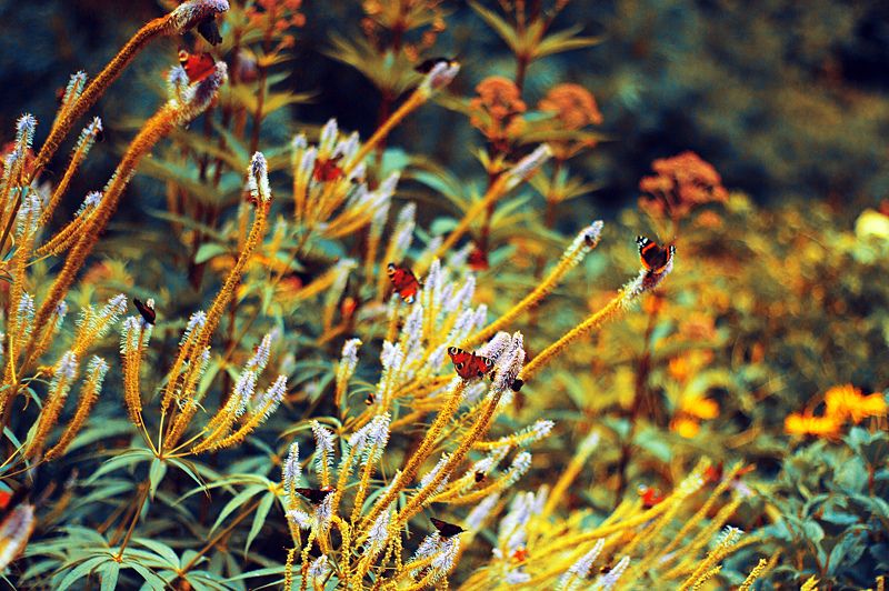 butterfly,бабочки - фото превью