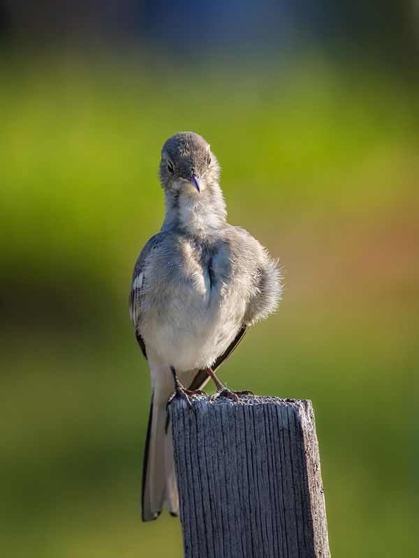 птицы,трясогузка,печора,коми,север Слёток трясогузкиphoto preview