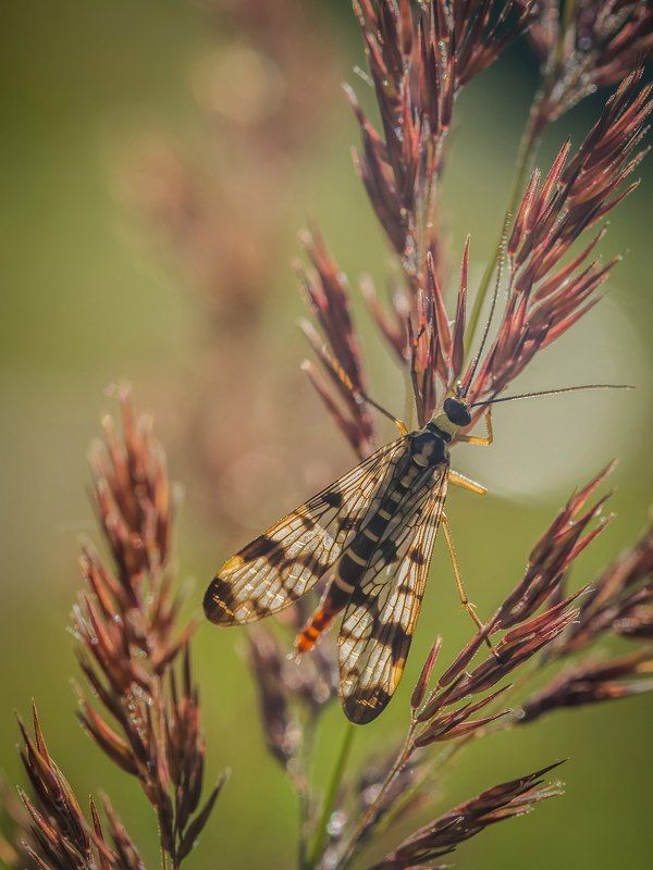 на закатеphoto preview