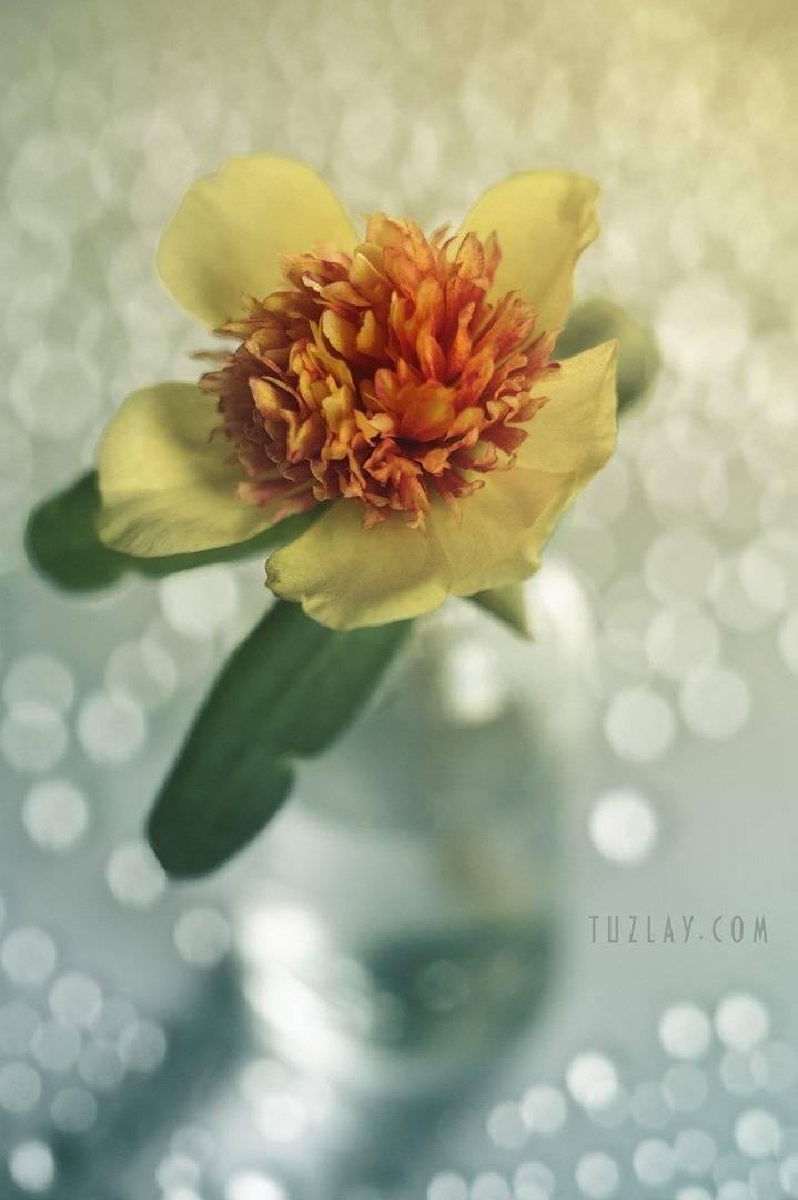 Жёлтый во флаконе и бокешки. Автор: Владимир Тузлай желтый цветок, лето во флаконе, индустар 50-2, боке, bokeh, Владимир Тузлай