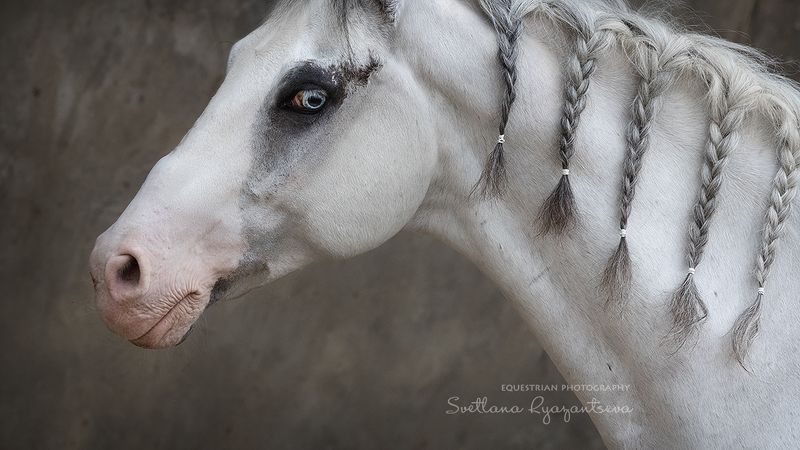 horse, лошадь, лошади, portrait Зефирphoto preview