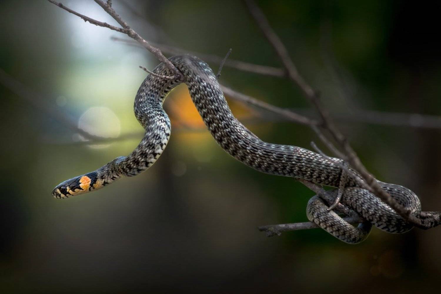Виртуоз. Автор: Анна Иванова уж, макро, змея, Анна Иванова