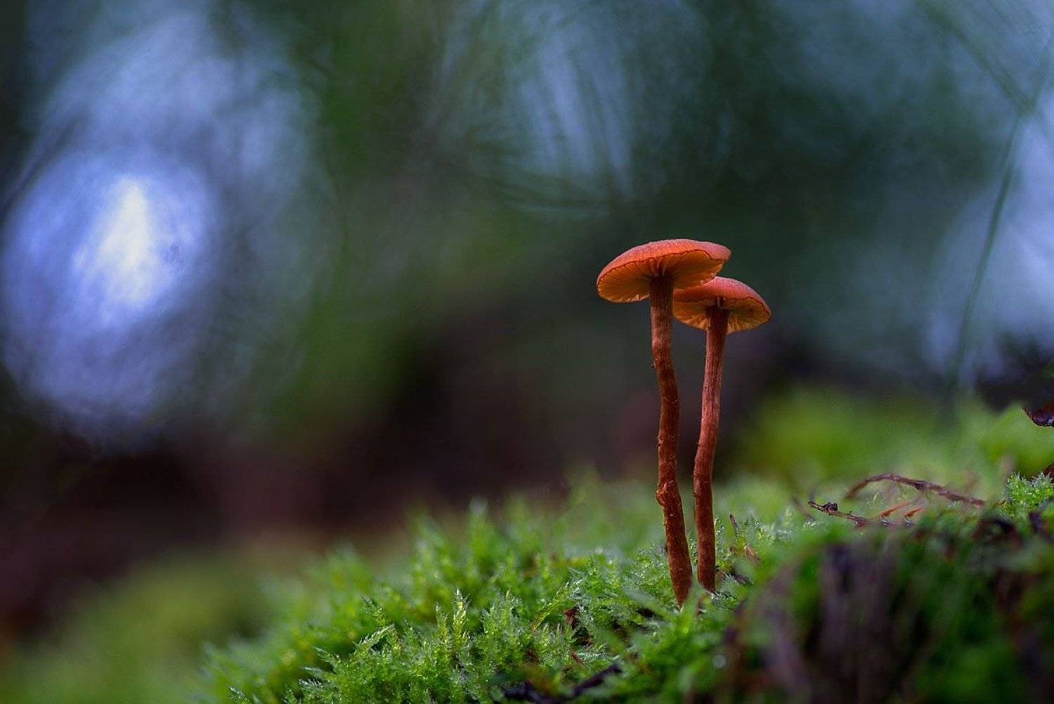 Двое. Автор: Сергей Брагин , Сергей Брагин