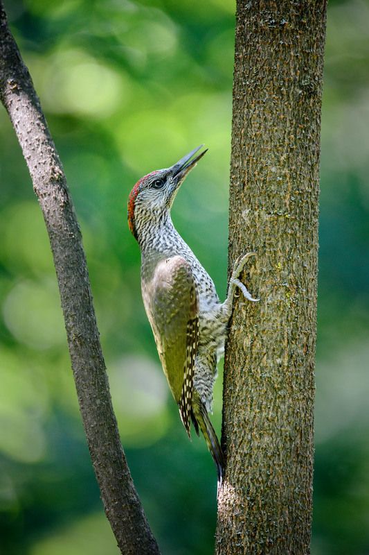 Птенец зеленого дятлаphoto preview