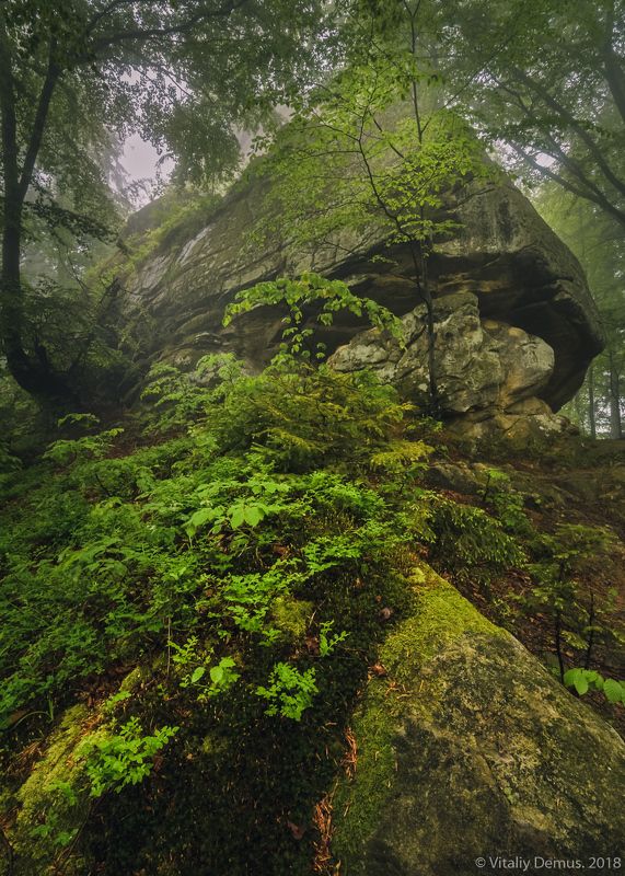 Хранитель леса. Покутские Карпаты.photo preview