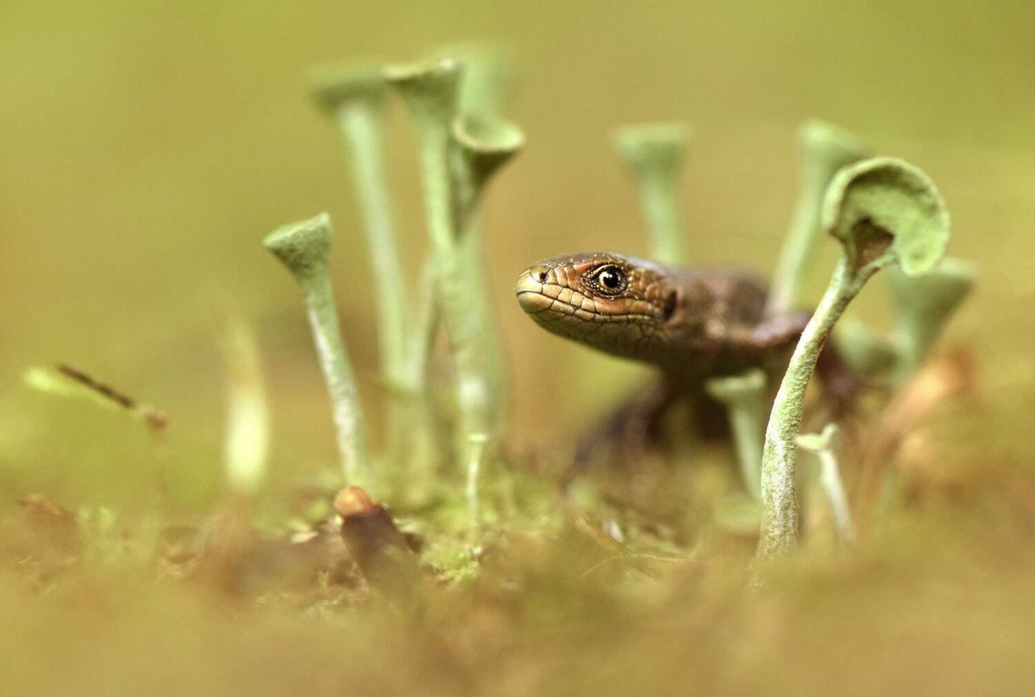.... Автор: Макеев Алексей прыткая ящерица, Макеев Алексей
