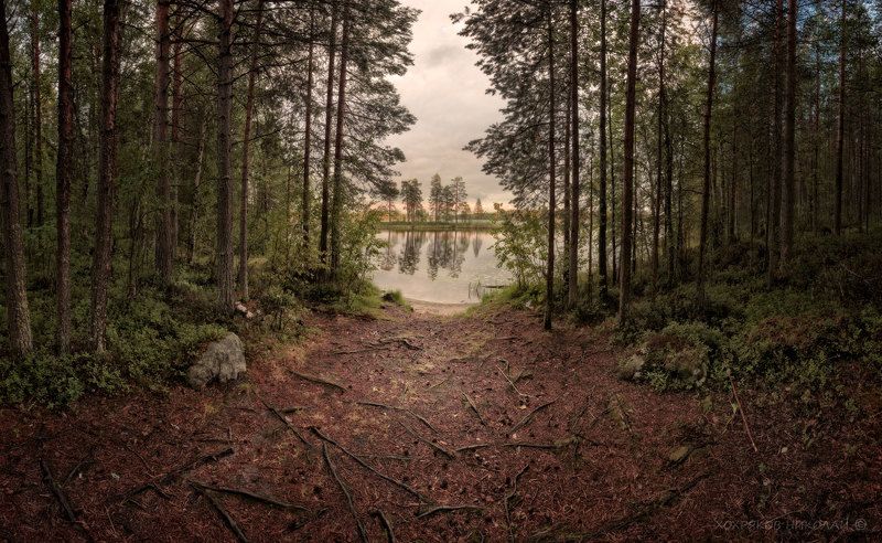 нильмозёрские корни...photo preview