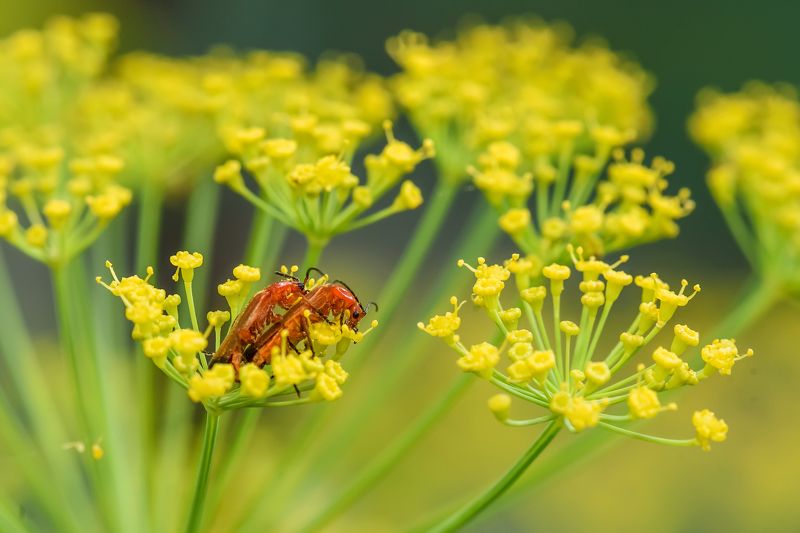Любовь на укропеphoto preview