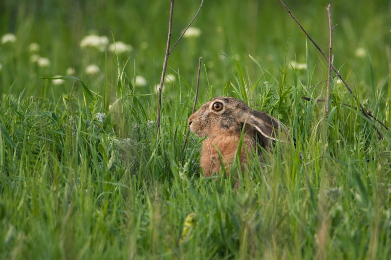 заяц, животные, природа, фауна Прячетсяphoto preview