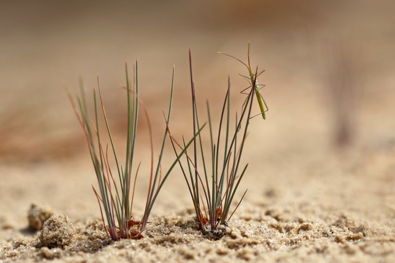 клоп, булавник, chorosoma, gracile, самарский лес Раз травинка, два травинка...photo preview