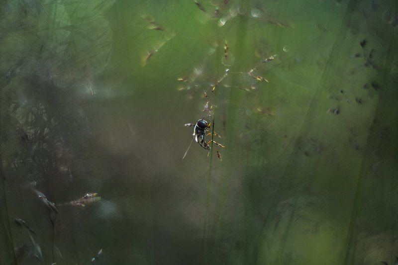 мушкины сныphoto preview