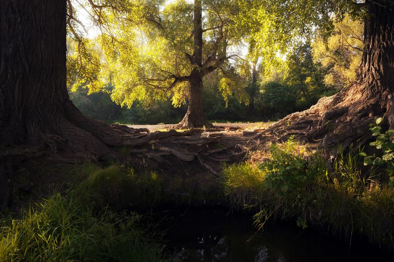 деревья, берег, вода, корни, тополя, лето, листва, солнце, сказка, тишина, оренбуржье ***photo preview