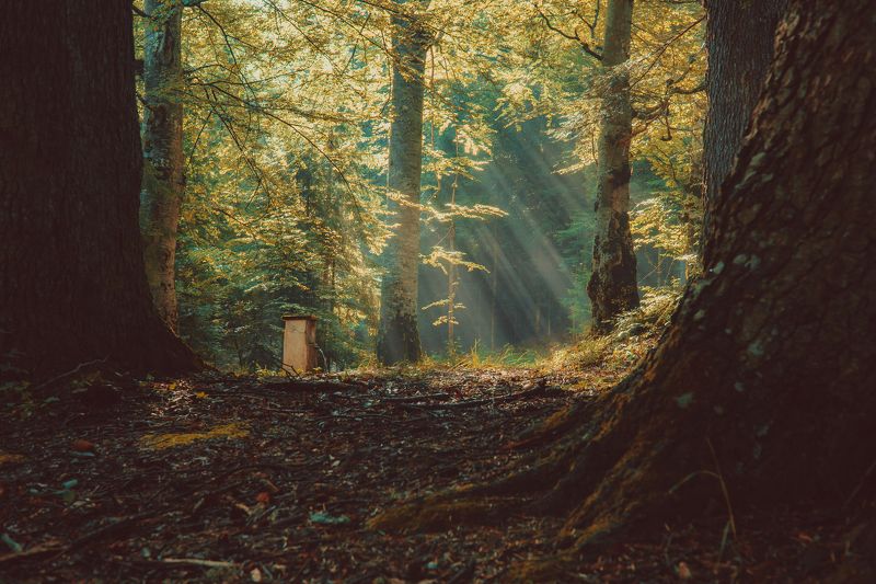 sony a6000  ...photo preview