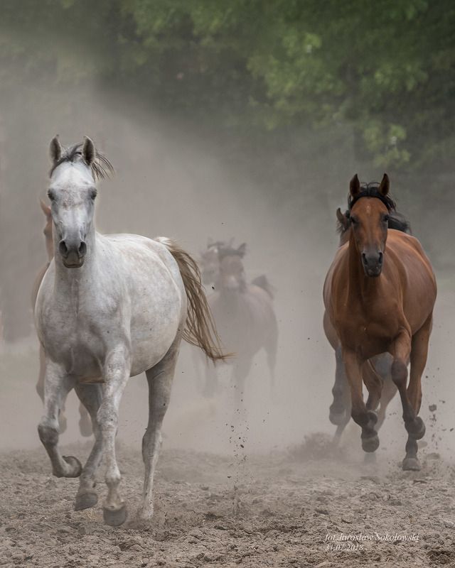 i tylko wiatrphoto preview