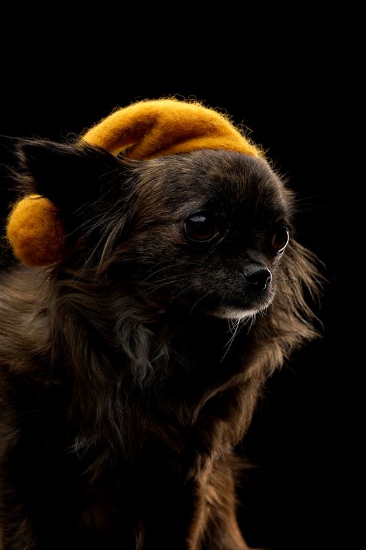 sony, godox, dog, photographer. Odryphoto preview