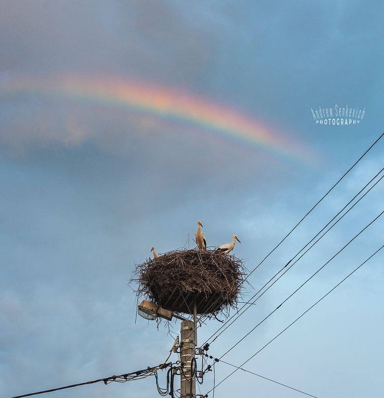 дикий, аист, птенцы, закат, вечер, радуга ~ Rainbow Storks ~photo preview