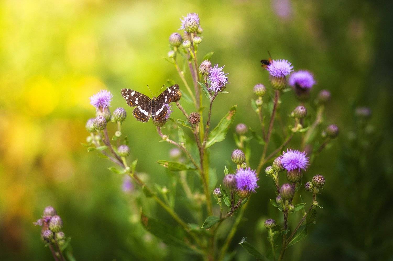 Летняя. Автор: Илья Логачёв чертополох, бабочка, лето, свет, солнце, зелень, насекомые, трава, цветок, Илья Логачёв