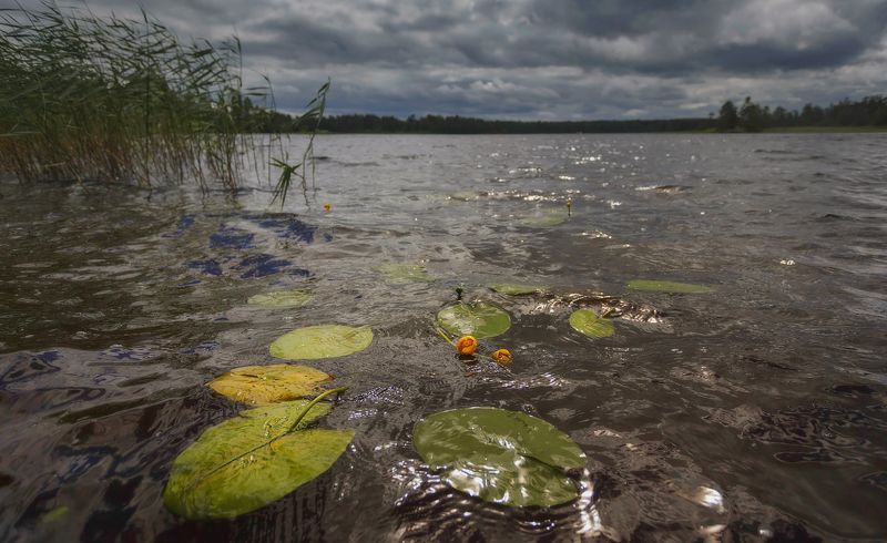 питер, приозерск, лето, пейзаж, вуокса Погода меняется . . .photo preview