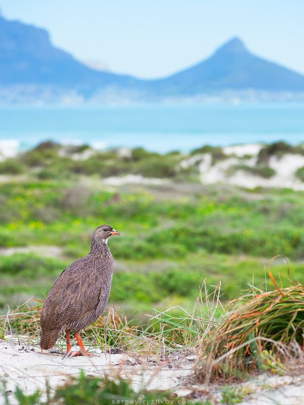капский турач, турач, южная африка, африка, птица, природа, животные, Cape spurfowl, bird, wildlife, nature, animal, cape town, africa, south africa, Капский турач (Pternistis capensis)photo preview