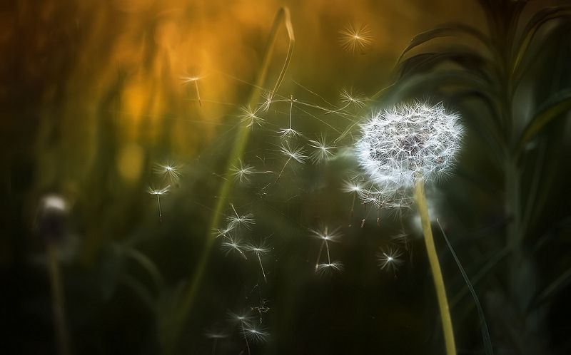 ..улететь...photo preview