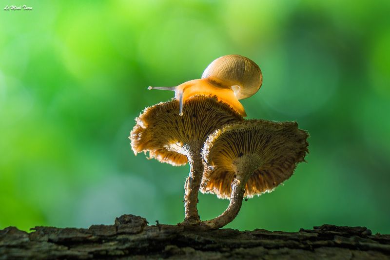 snail Snailphoto preview