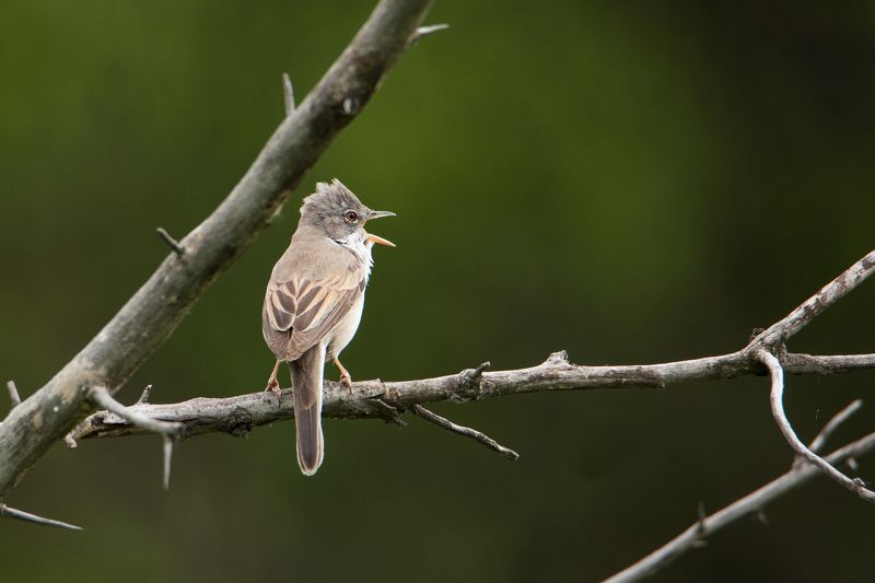 птицы, животные, природа Трель серой славкиphoto preview