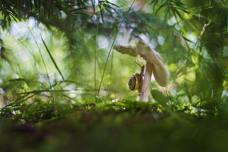 Snail one day laterphoto preview