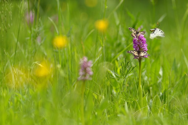 ятрышник, шлемоносный, шлемовидный, orchis, militaris, самарский лес, бабочка, парусник, парнассиус, поликсена, zerynthia, polyxena, мнемозина, parnassius, mnemosyne Перед дождемphoto preview
