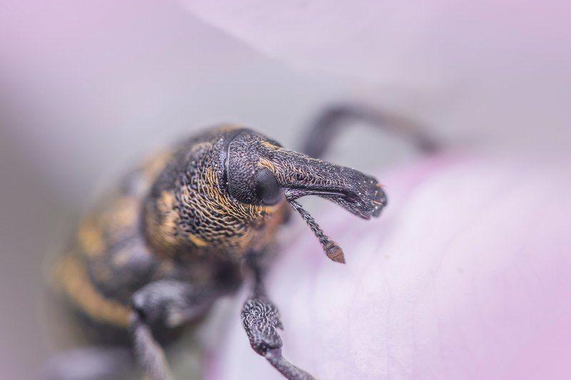 вредительphoto preview