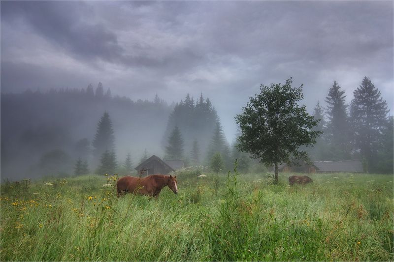 horses, morning, fog, carpathian mountains The horsesphoto preview