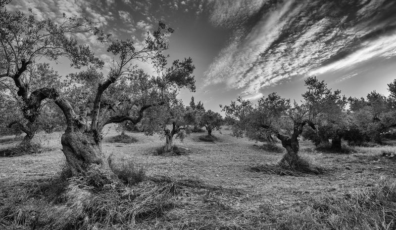 олива гора холм лес Дубы-колдуны... рискованное земледелие в Грецииphoto preview