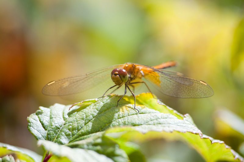 насекомые, стрекоза, животные, лето, сад, цвета, макро дачные стрекозыphoto preview