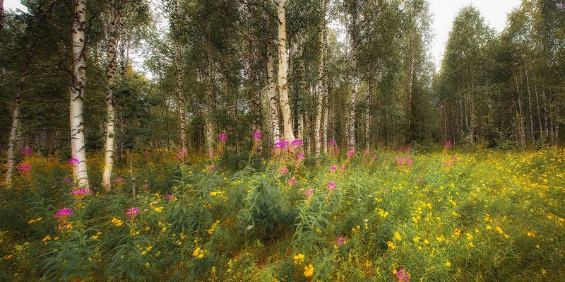 природа,коми,август,север,лес Вот и августphoto preview