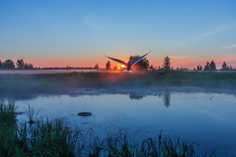 ямал ,природа ,рассвет \