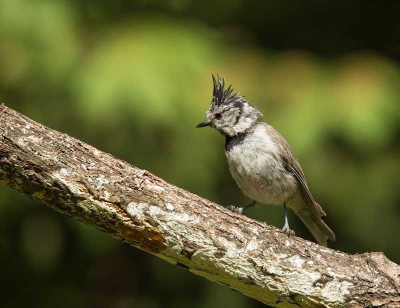 птицы, гренадерка, хохлатая синица, Хохлатаяphoto preview