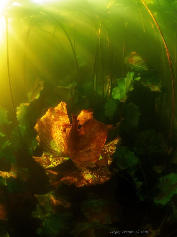 Закат на дне реки.photo preview