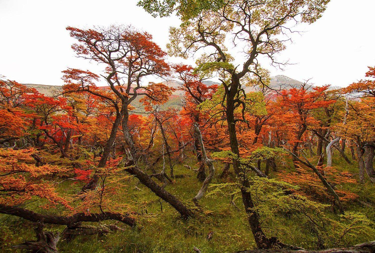 , Родислав Дрибен