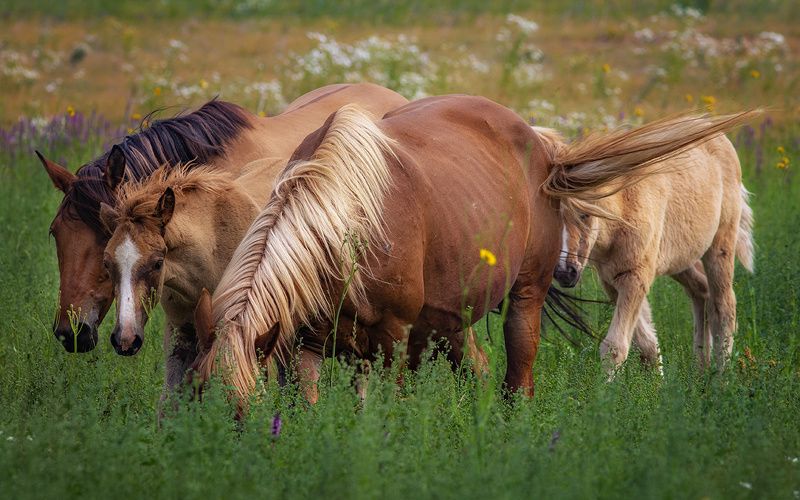 лошади,природа,село,печора,коми,север Сельская жизньphoto preview