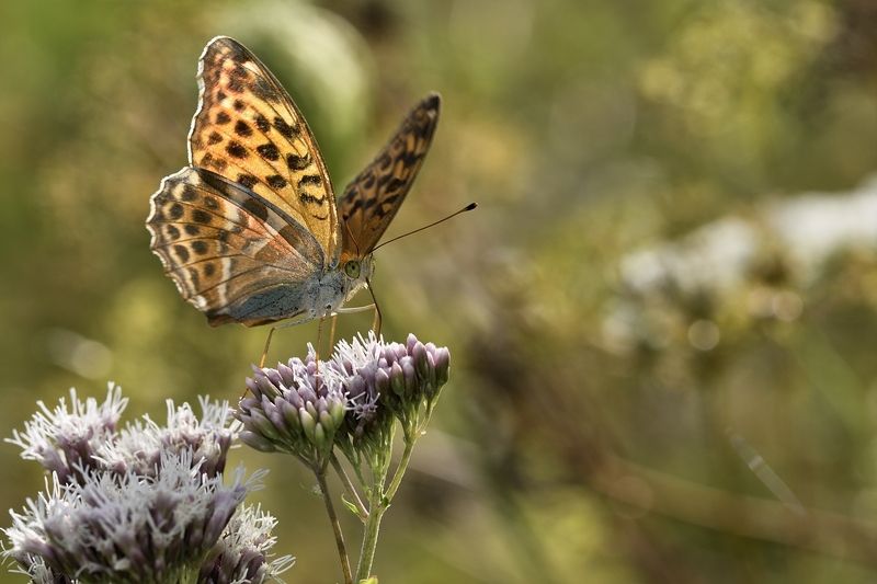 бабочка butterfly Cолнечный деньphoto preview