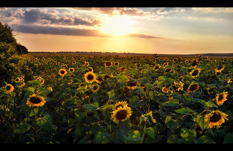 подсолнухи. Подсолнушки под солнышком.)photo preview